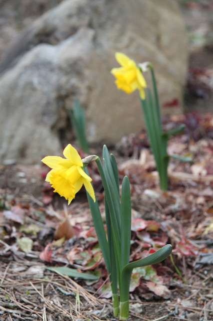 ファイル 1554-5.jpg