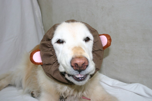 ファイル 1571-1.jpg