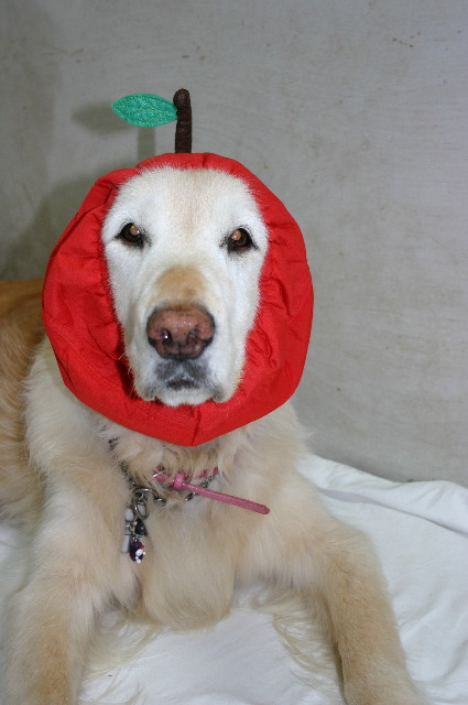 ファイル 1571-2.jpg