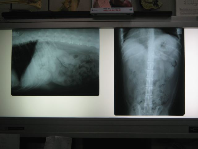 ファイル 158-5.jpg