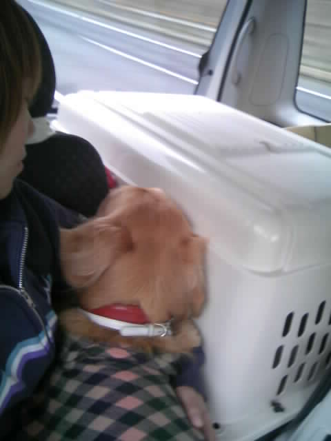 ファイル 1581-1.jpg