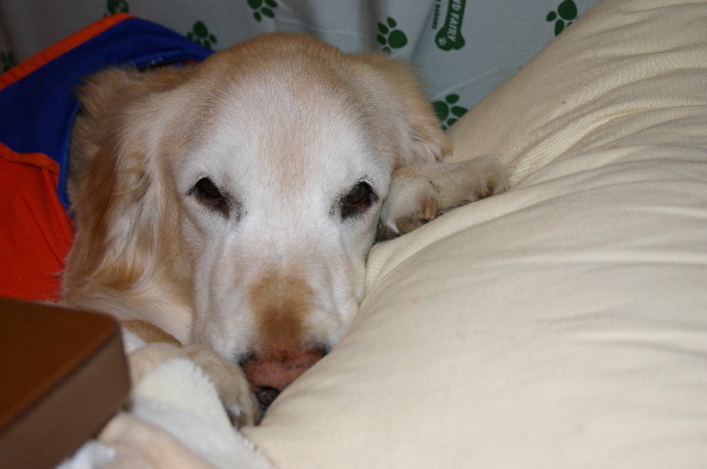 ファイル 1584-2.jpg