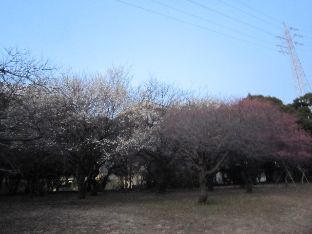 ファイル 1586-1.jpg