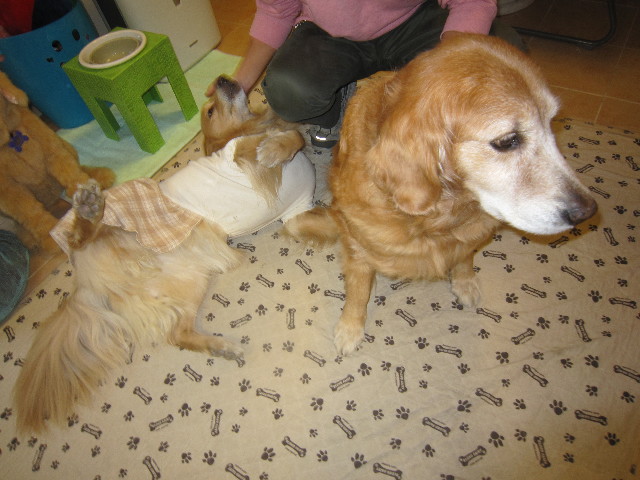 ファイル 1590-1.jpg