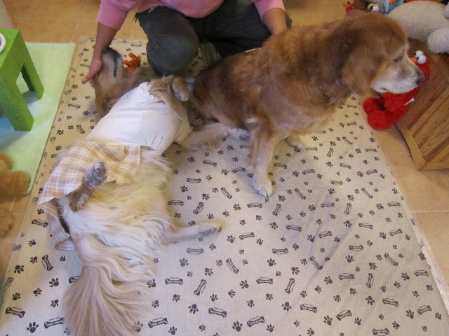 ファイル 1590-2.jpg