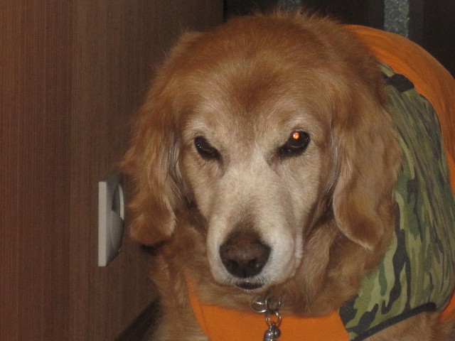 ファイル 1601-4.jpg