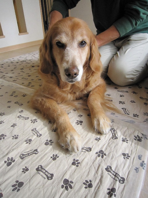 ファイル 1602-1.jpg