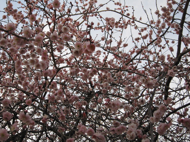 ファイル 1604-3.jpg