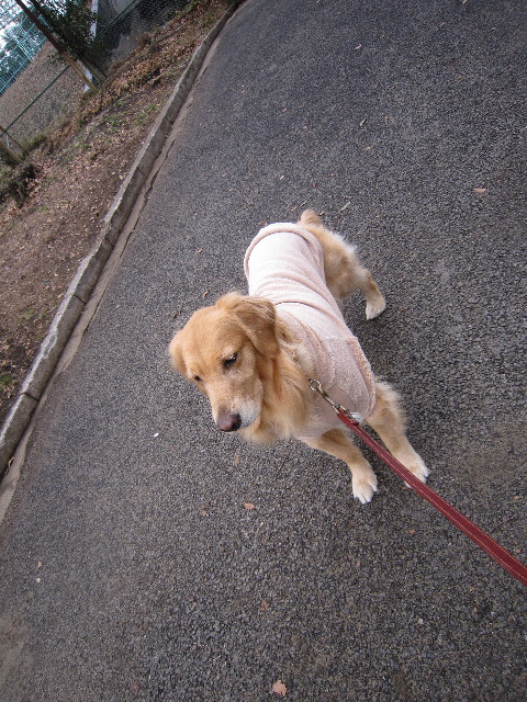 ファイル 1617-1.jpg