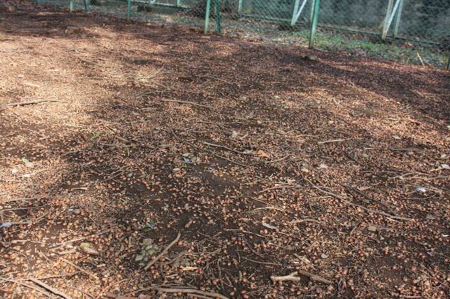 ファイル 1617-5.jpg