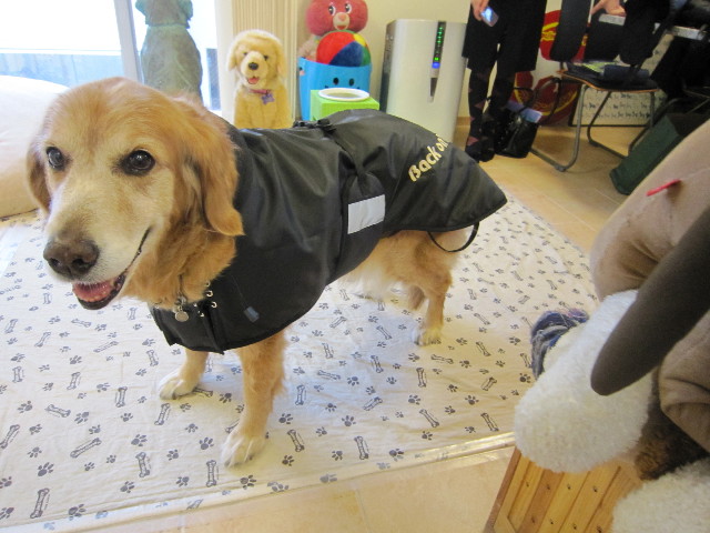 ファイル 1619-1.jpg