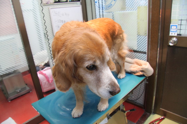 ファイル 1619-2.jpg