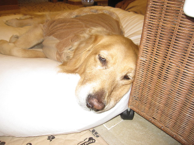 ファイル 1621-2.jpg