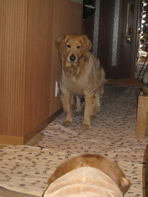 ファイル 1623-3.jpg