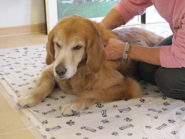 ファイル 1628-1.jpg