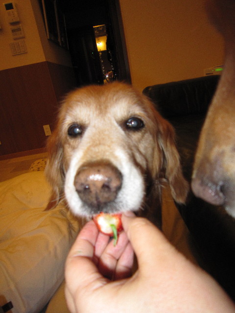 ファイル 1630-3.jpg