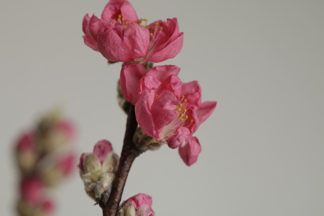 ファイル 1632-2.jpg