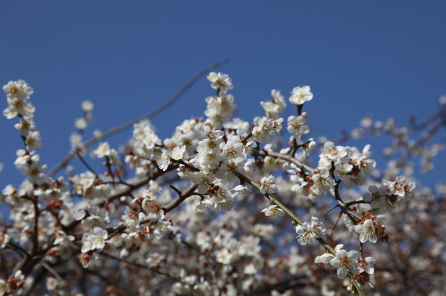 ファイル 1637-3.jpg