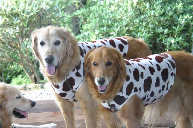 ファイル 164-1.jpg