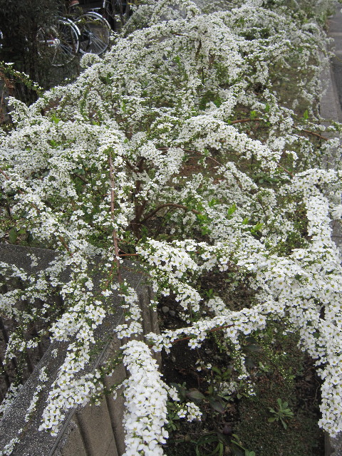 ファイル 1654-3.jpg