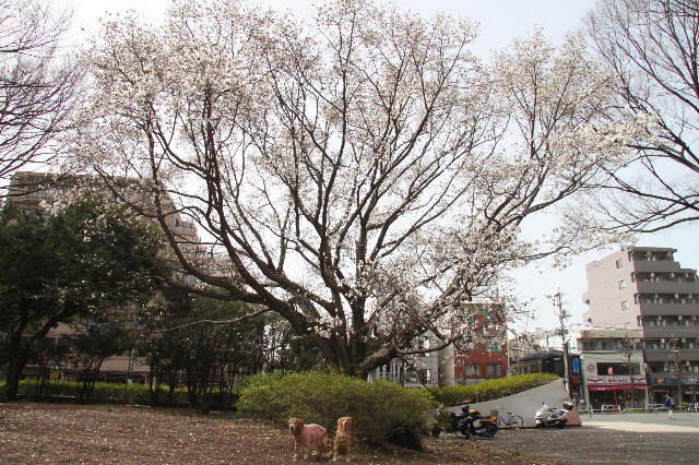 ファイル 1657-1.jpg