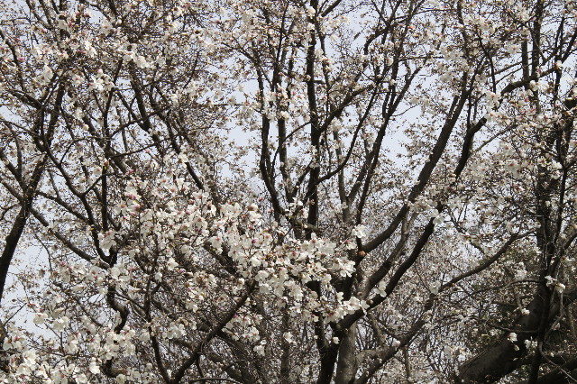 ファイル 1657-5.jpg