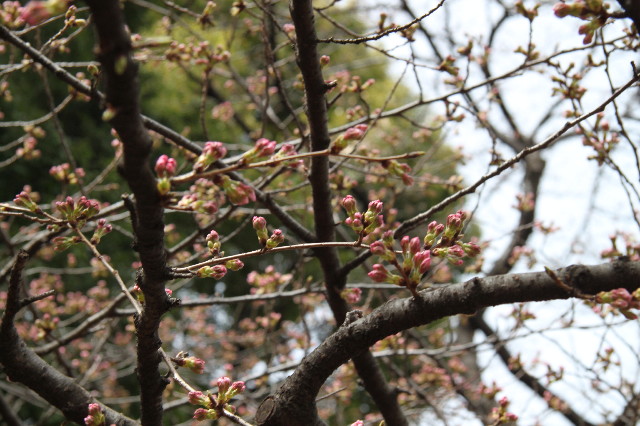 ファイル 1659-2.jpg