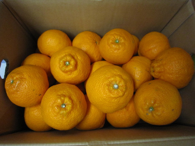 ファイル 1661-4.jpg