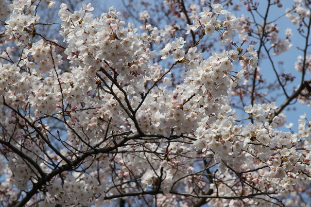 ファイル 1671-2.jpg