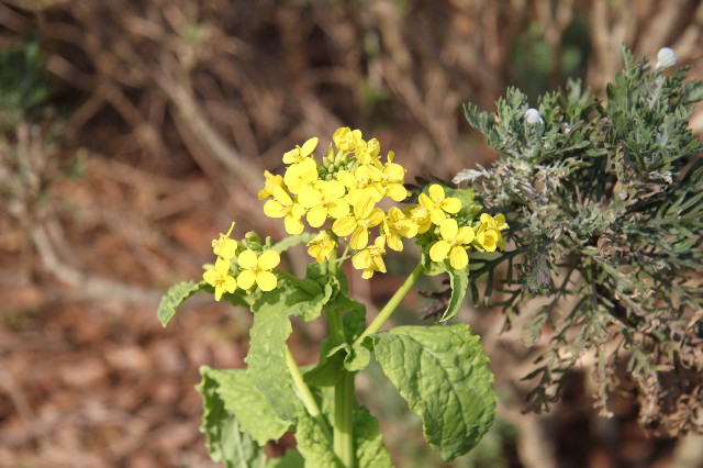 ファイル 1672-5.jpg