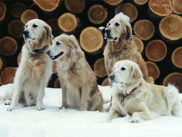 ファイル 168-1.jpg