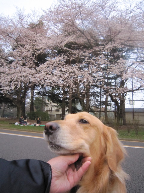 ファイル 1680-1.jpg