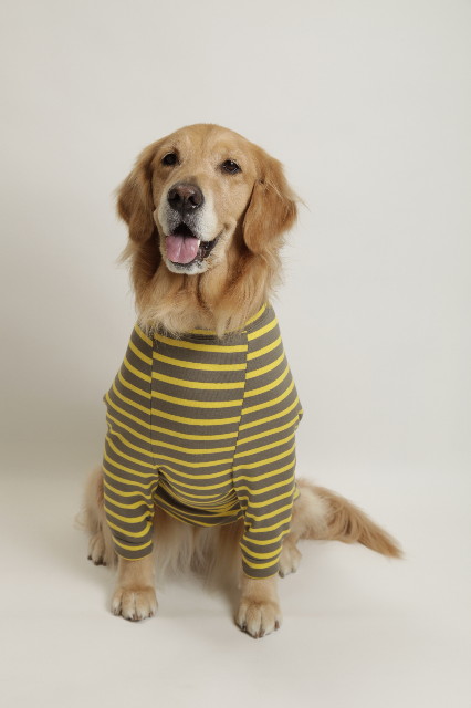 ファイル 1685-1.jpg