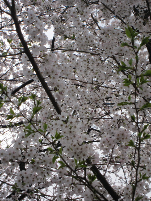 ファイル 1686-2.jpg