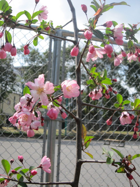 ファイル 1686-4.jpg