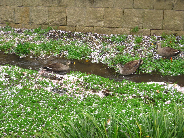 ファイル 1697-4.jpg