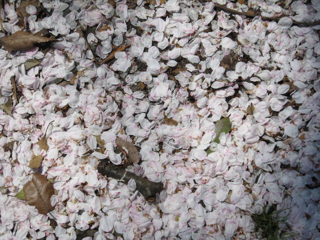 ファイル 1699-5.jpg