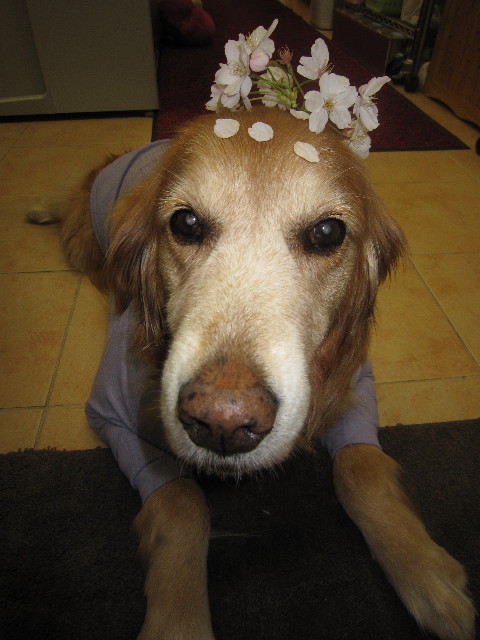 ファイル 1700-3.jpg