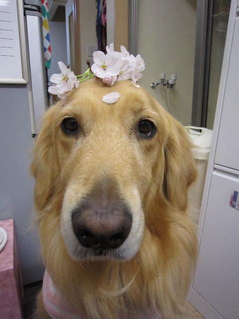 ファイル 1702-3.jpg