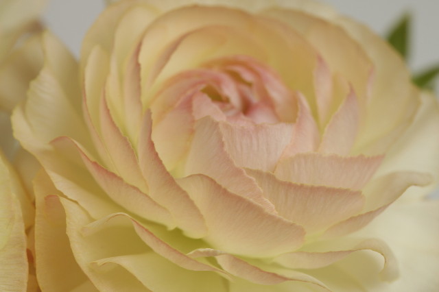 ファイル 1703-1.jpg