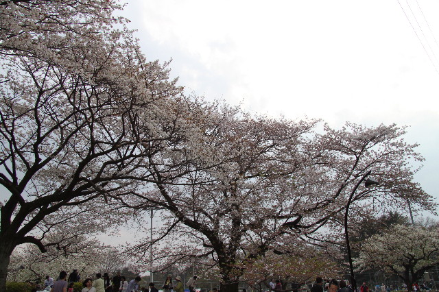 ファイル 1706-1.jpg