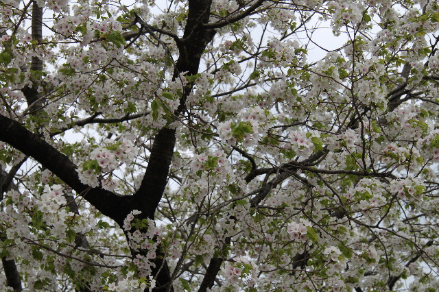 ファイル 1706-3.jpg