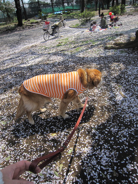 ファイル 1706-5.jpg