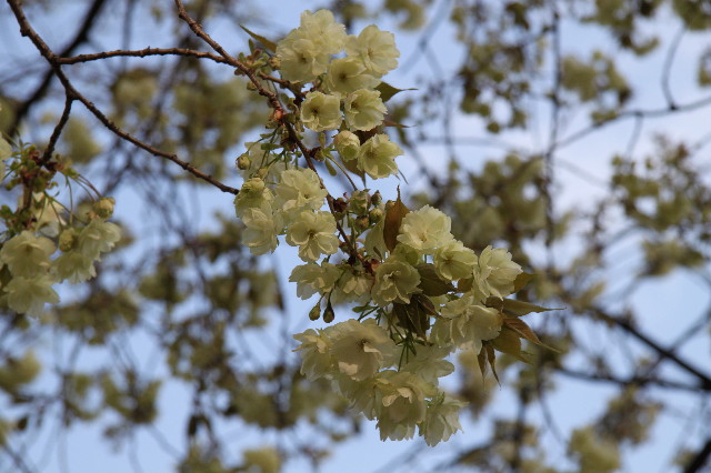 ファイル 1707-5.jpg