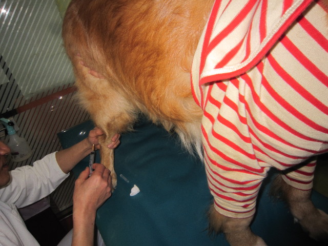 ファイル 1709-2.jpg