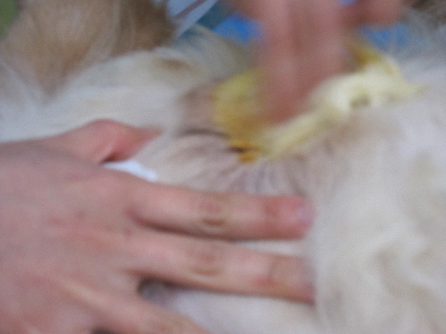 ファイル 1709-4.jpg