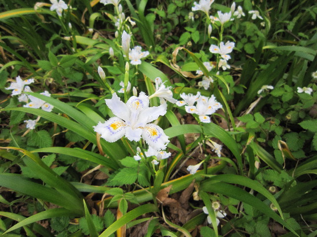 ファイル 1712-4.jpg