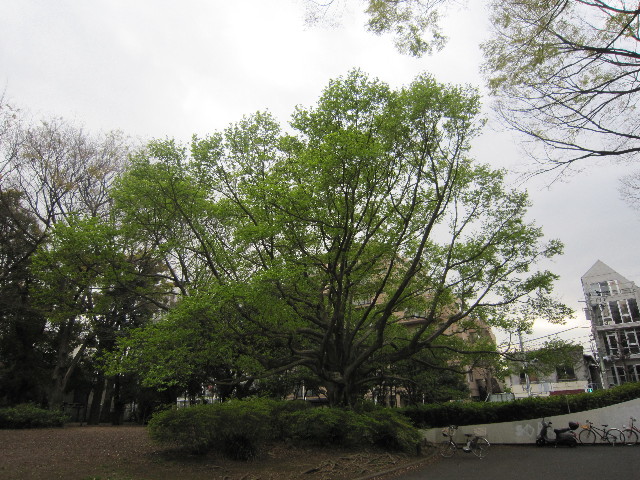 ファイル 1712-5.jpg