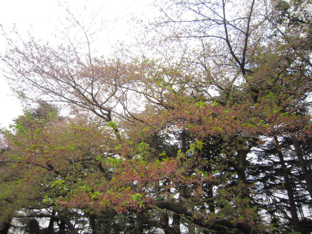 ファイル 1713-5.jpg