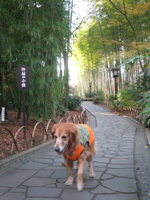 ファイル 172-2.jpg